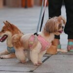 How to start a dog walking business?